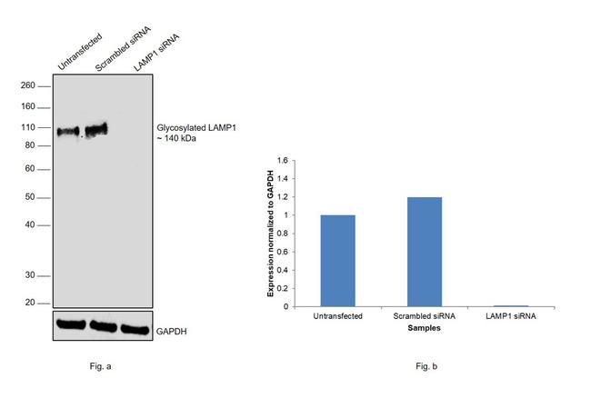 CD107a (LAMP-1) Antibody in Western Blot (WB)