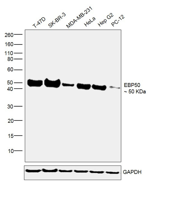 EBP50 Antibody