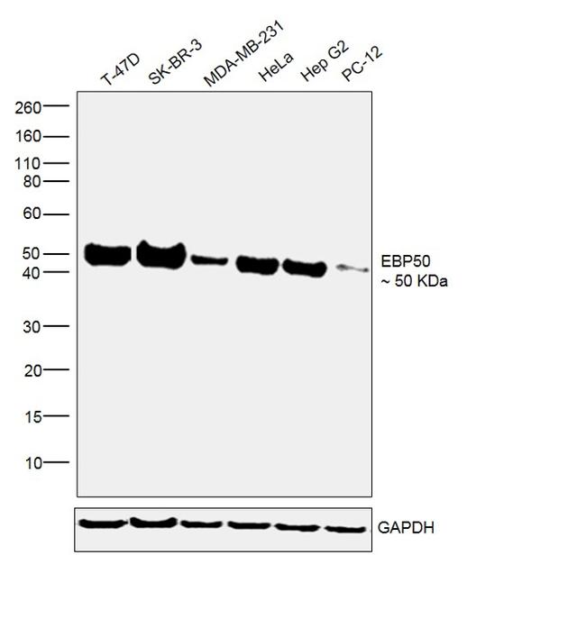 EBP50 Antibody in Western Blot (WB)