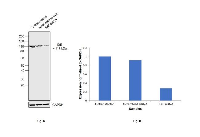 IDE Antibody in Western Blot (WB)