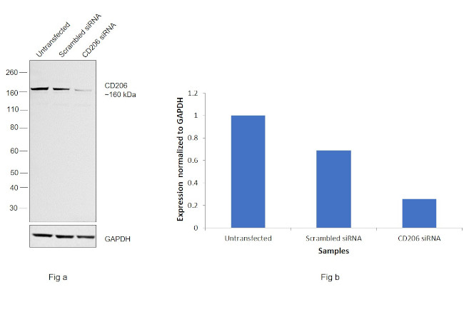 CD206 (MMR) Antibody