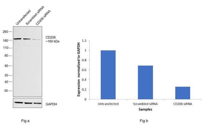 CD206 (MMR) Antibody in Western Blot (WB)