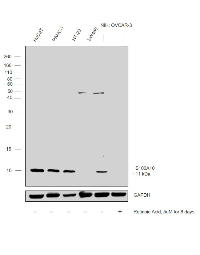 S100A10 Antibody