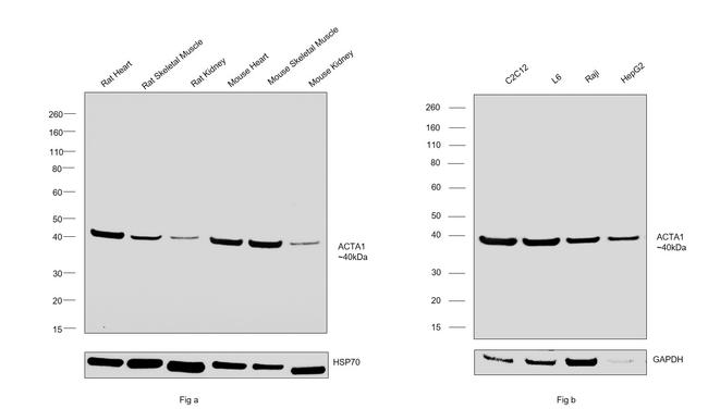 Actin Antibody in Western Blot (WB)