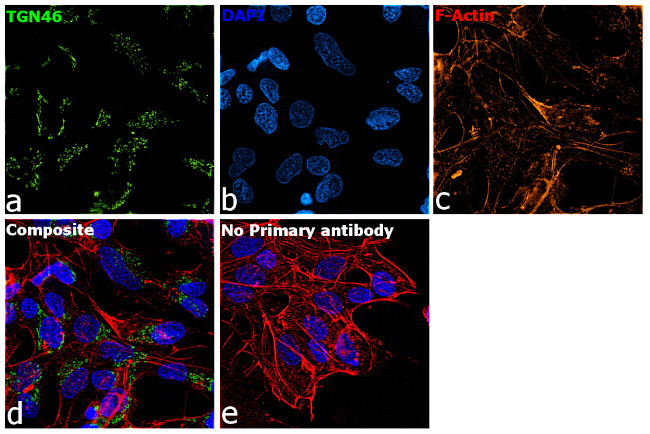 TGN46 Antibody in Immunocytochemistry (ICC/IF)