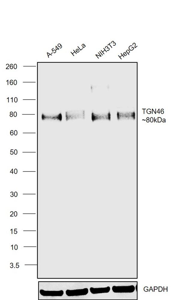 TGN46 Antibody in Western Blot (WB)