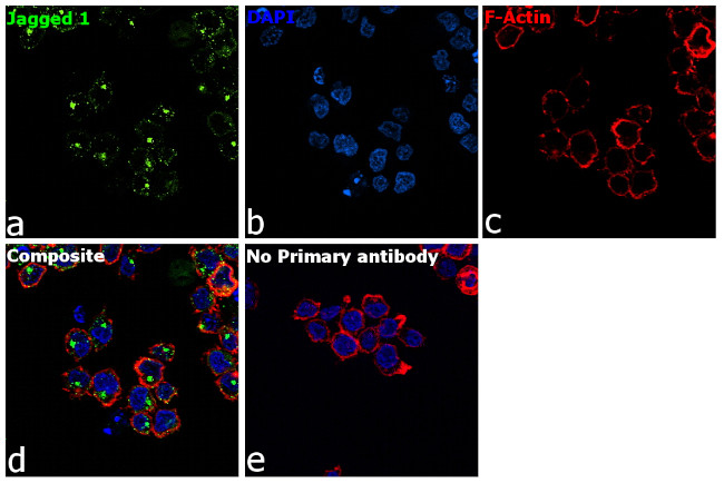 Jagged1 Antibody in Immunocytochemistry (ICC/IF)