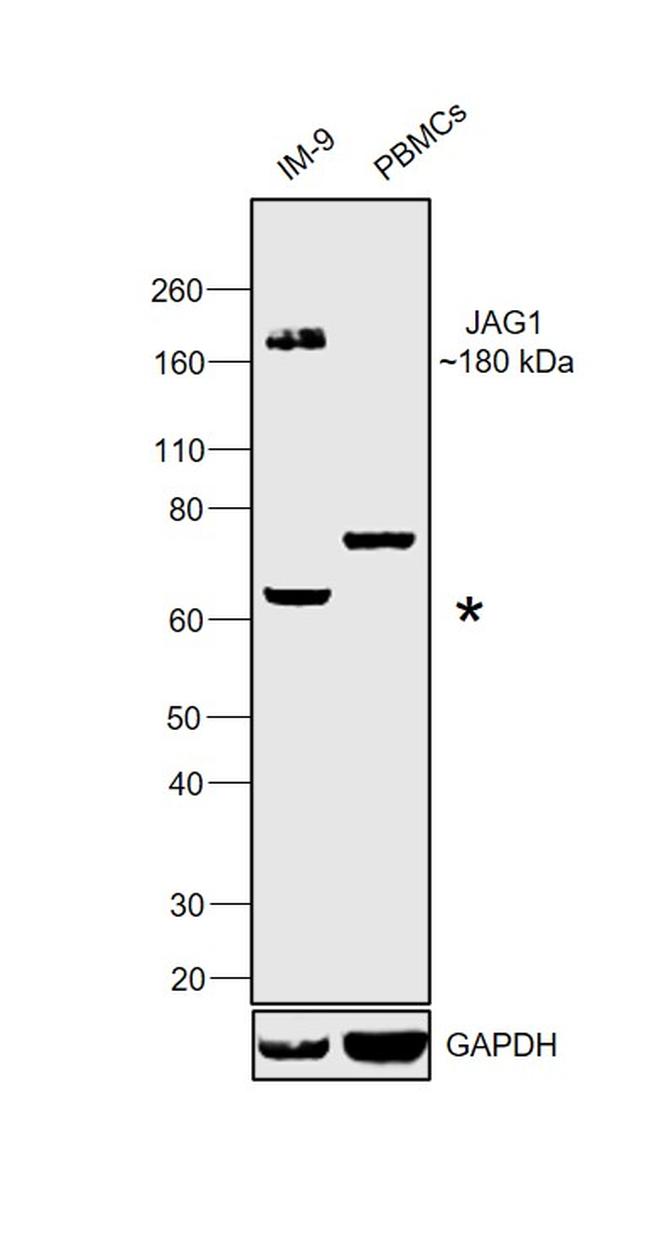 Jagged1 Antibody in Western Blot (WB)