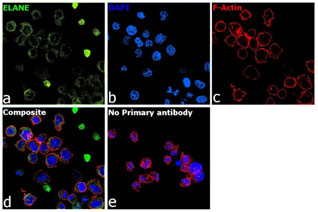 Neutrophil elastase Antibody in Immunocytochemistry (ICC/IF)