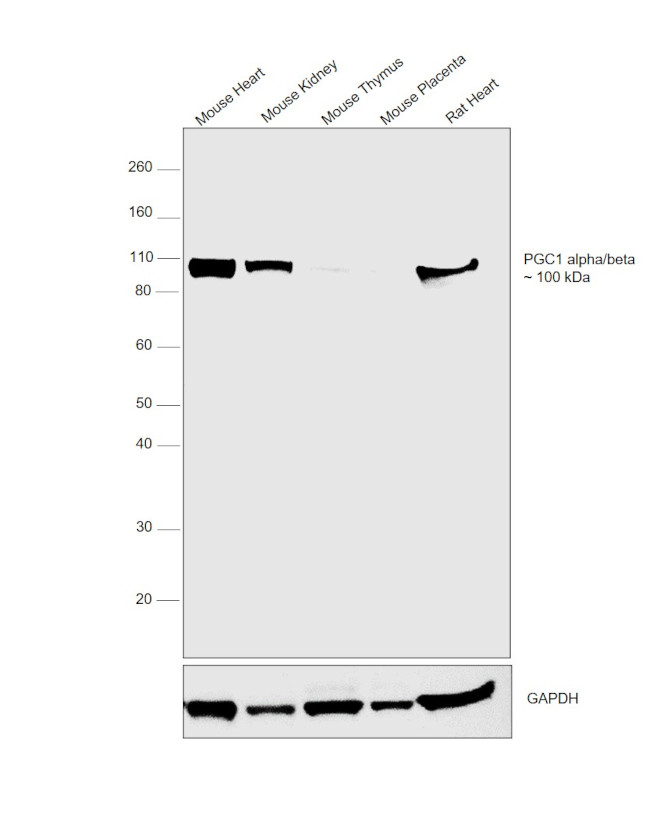 PGC1 alpha/beta Antibody