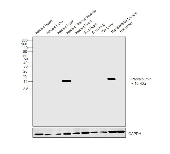 Parvalbumin Antibody