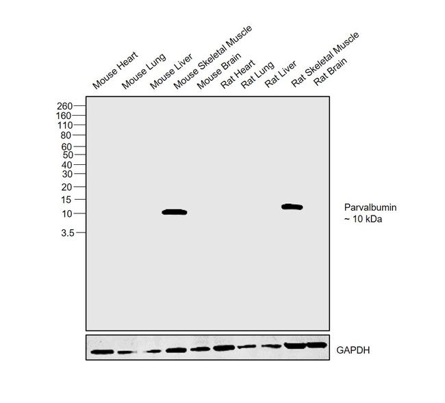 Parvalbumin Antibody in Western Blot (WB)