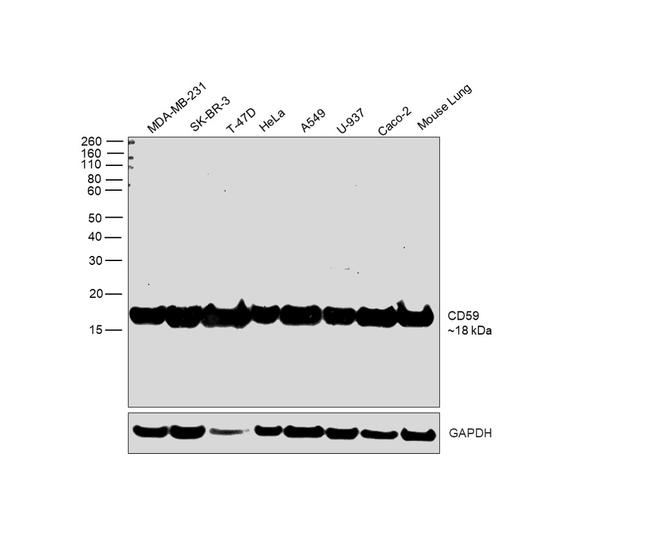 CD59 (Protectin) Antibody in Western Blot (WB)