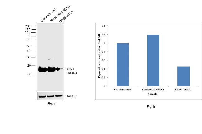 CD59 (Protectin) Antibody