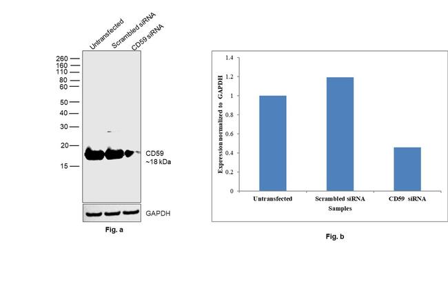 CD59 (Protectin) Antibody in Western Blot (WB)