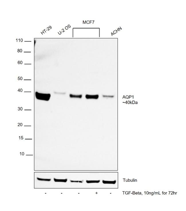 Aquaporin 1 Antibody in Western Blot (WB)