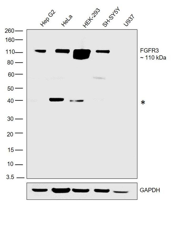 FGFR3 Antibody in Western Blot (WB)