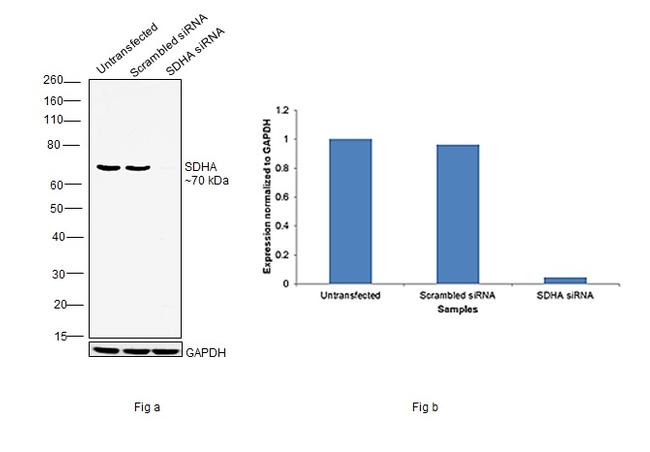 SDHA Antibody in Western Blot (WB)