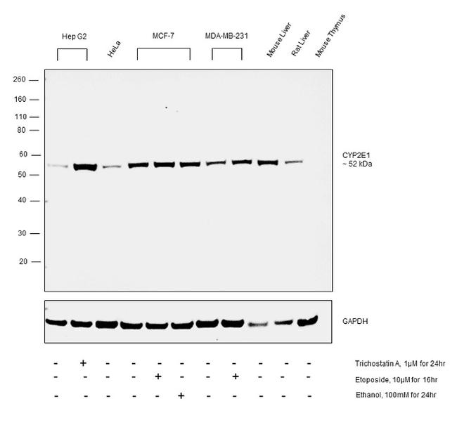 CYP2E1 Antibody in Western Blot (WB)