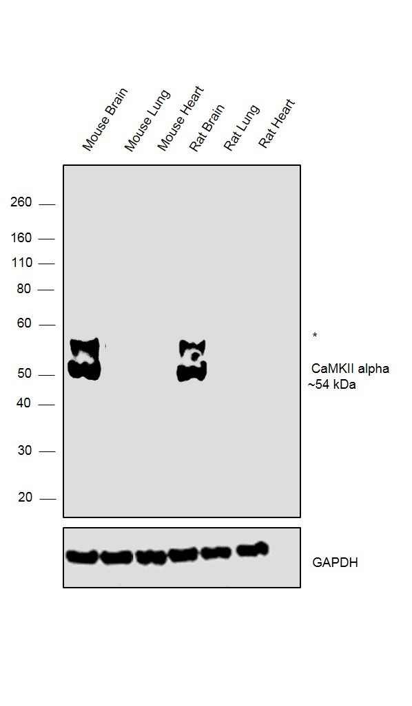 CaMKII alpha Antibody