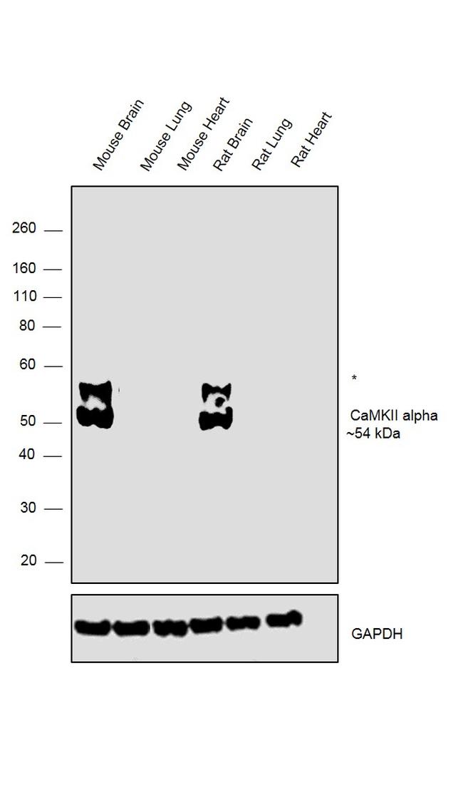 CaMKII alpha Antibody in Western Blot (WB)