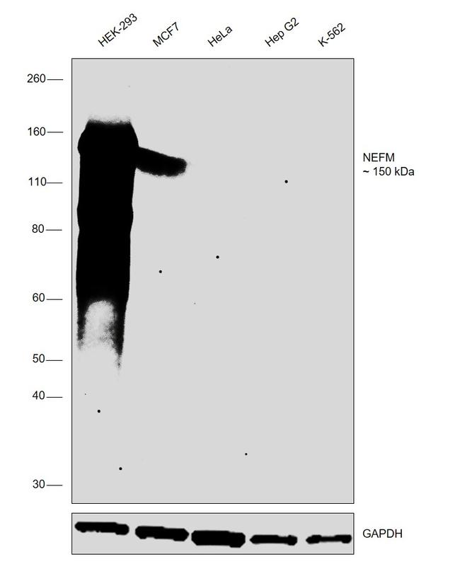 NEFM Antibody in Western Blot (WB)