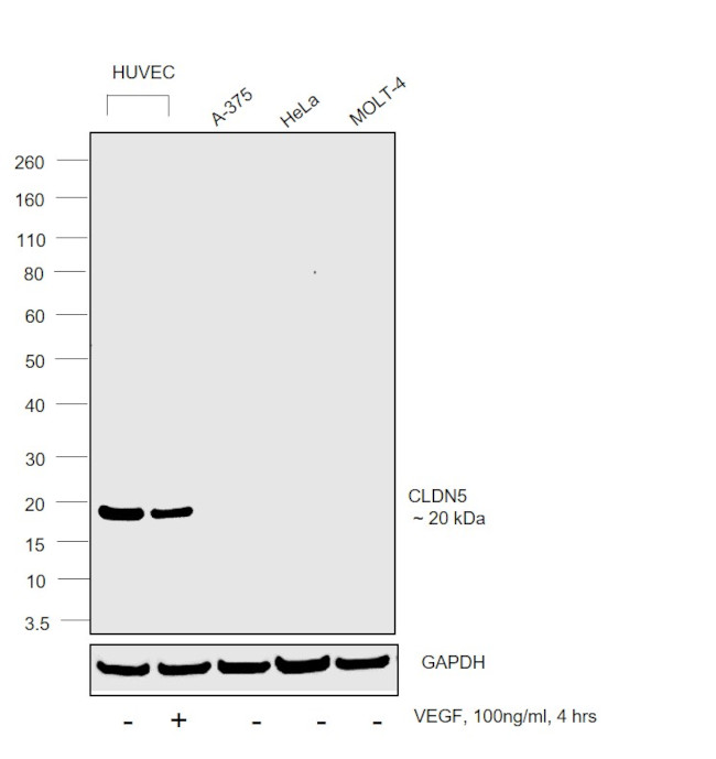 Claudin 5 Antibody