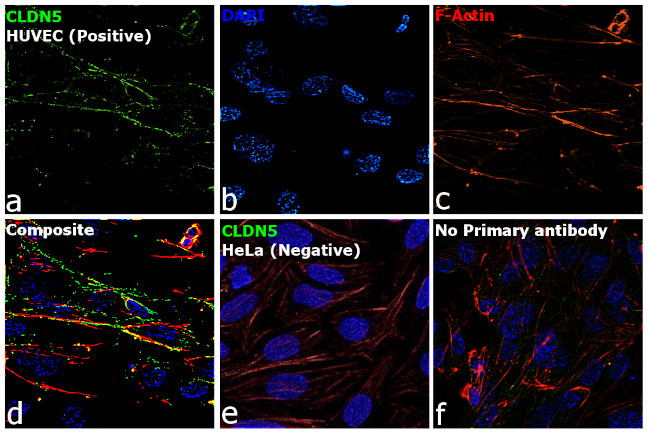 Claudin 5 Antibody in Immunocytochemistry (ICC/IF)