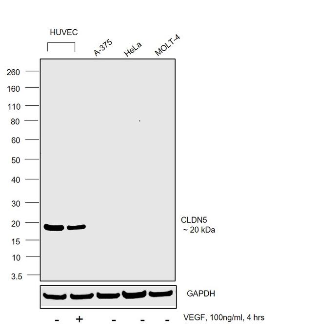 Claudin 5 Antibody in Western Blot (WB)