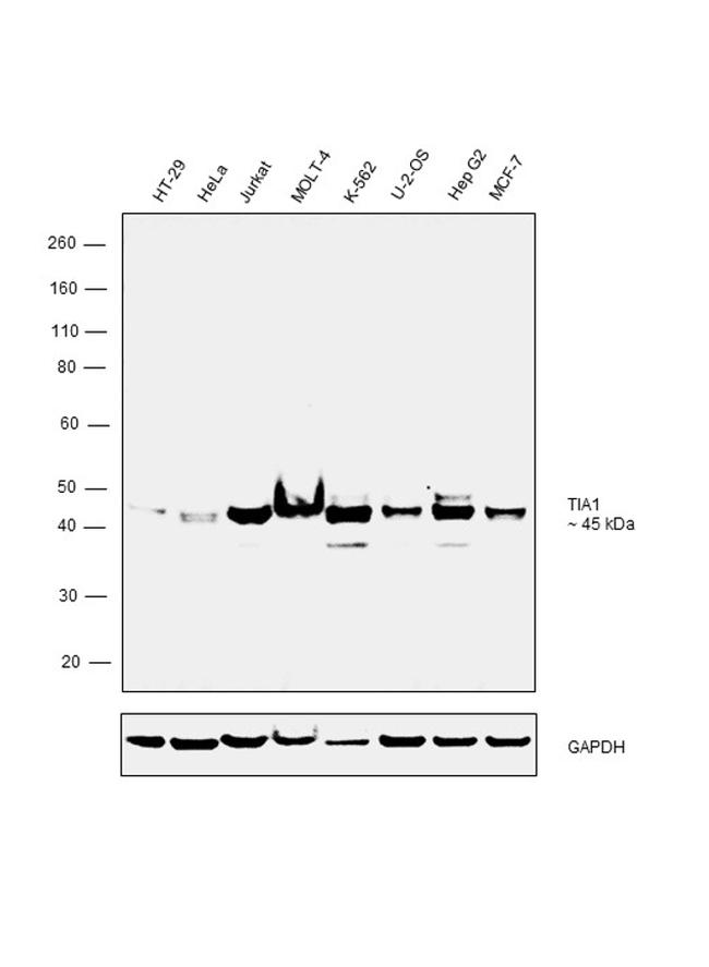 TIA-1 Antibody in Western Blot (WB)