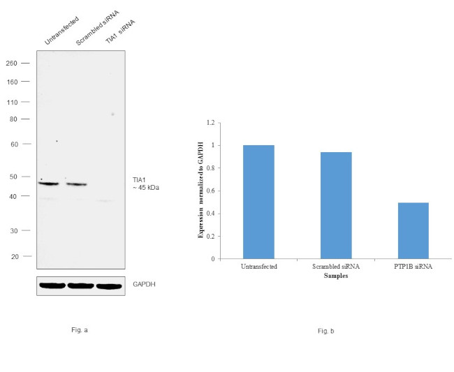 TIA-1 Antibody