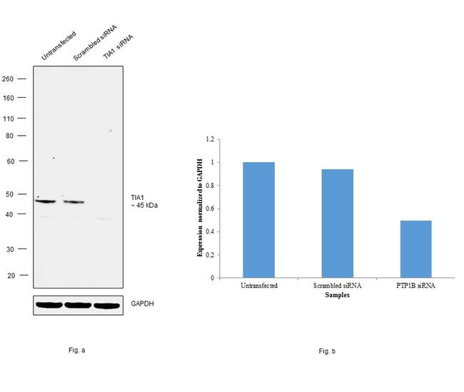 TIA-1 Antibody in Western Blot (WB)