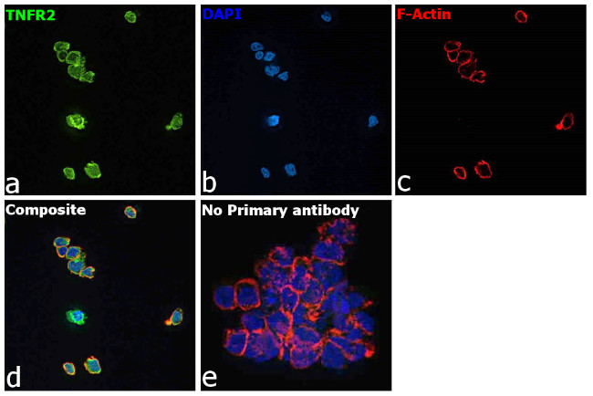 TNFR2 Antibody in Immunocytochemistry (ICC/IF)