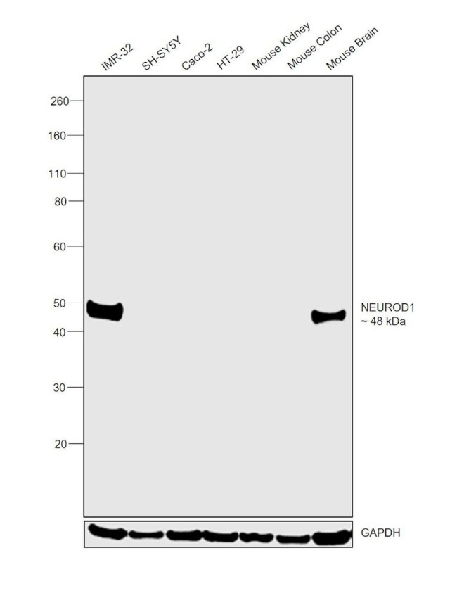 NeuroD1 Antibody