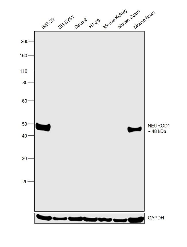 NeuroD1 Antibody in Western Blot (WB)