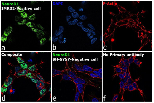 NeuroD1 Antibody in Immunocytochemistry (ICC/IF)