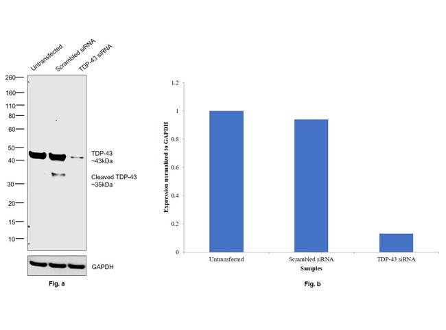 TDP-43 Antibody in Western Blot (WB)