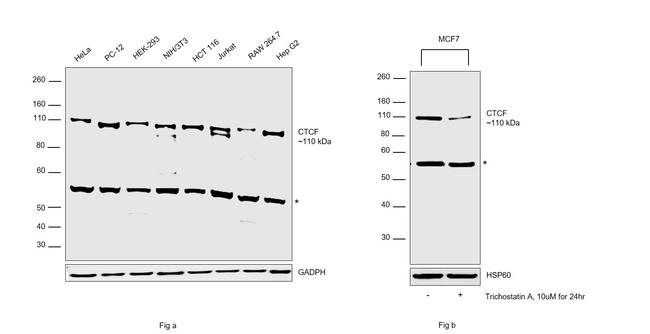 CTCF Antibody in Western Blot (WB)