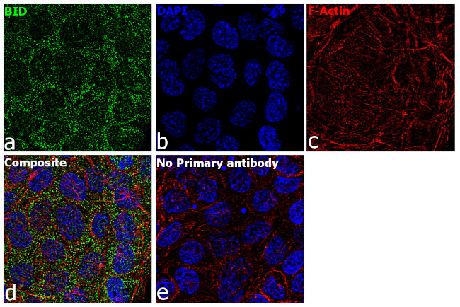 BID Antibody in Immunocytochemistry (ICC/IF)