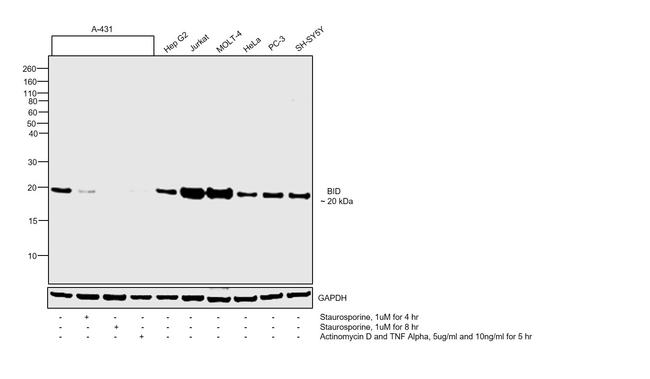 BID Antibody in Western Blot (WB)