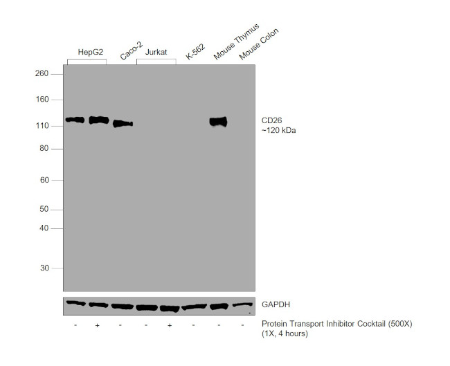 CD26 Antibody