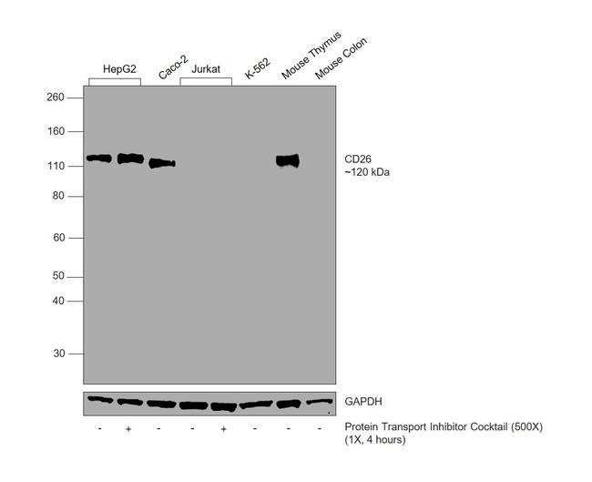 CD26 Antibody in Western Blot (WB)