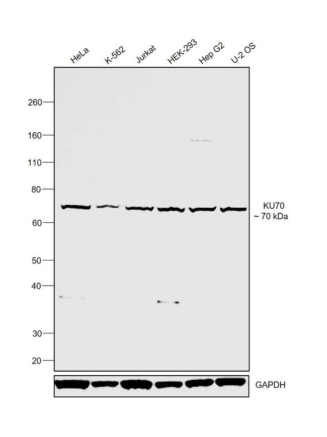 Ku70 Antibody in Western Blot (WB)