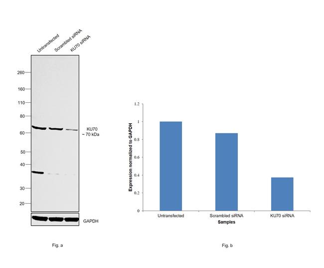 Ku70 Antibody in Western Blot (WB)