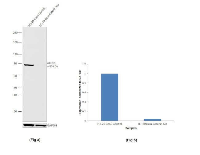 AXIN2 Antibody