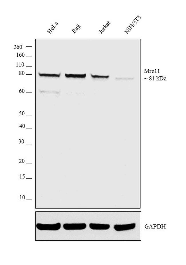 MRE11 Antibody in Western Blot (WB)