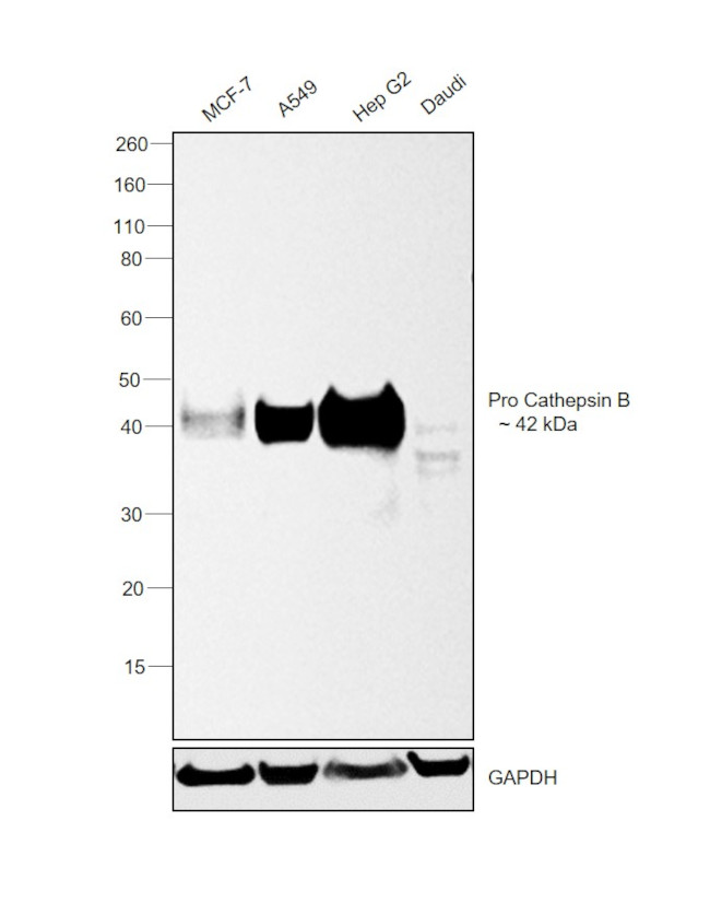 Cathepsin B Antibody