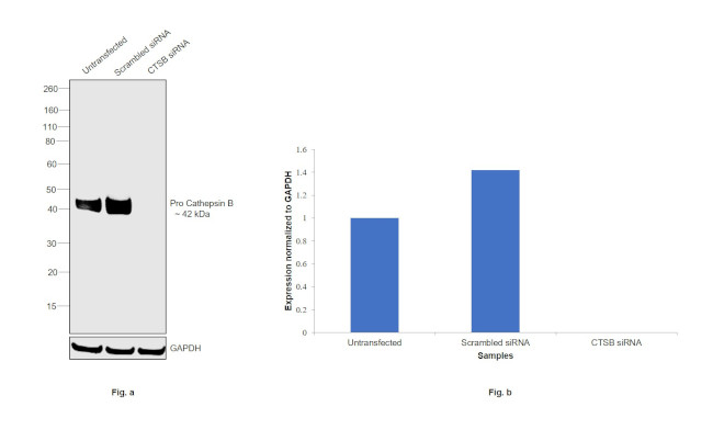 Cathepsin B Antibody