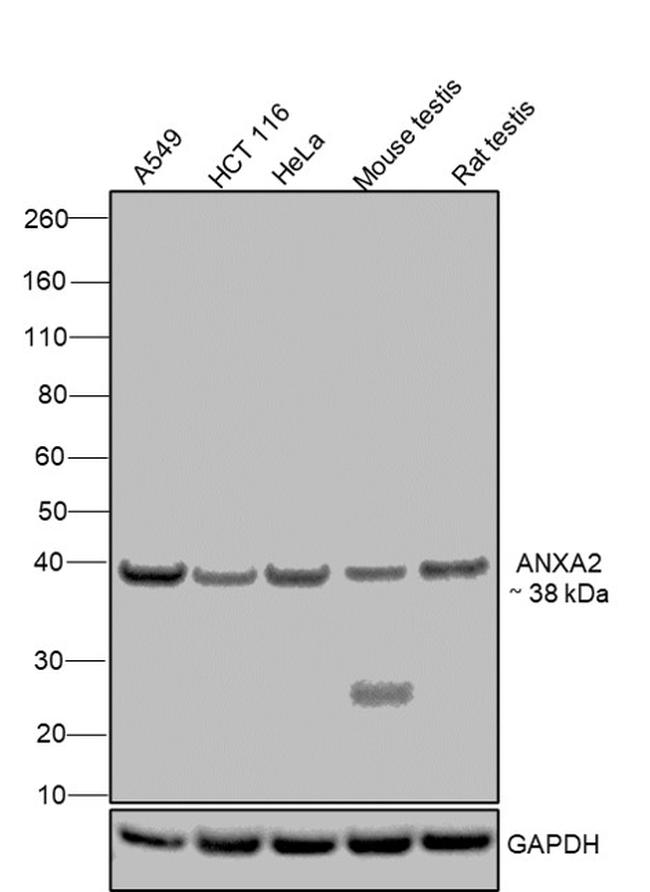 Annexin A2 Antibody in Western Blot (WB)