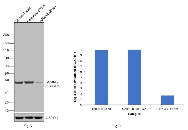 Annexin A2 Antibody